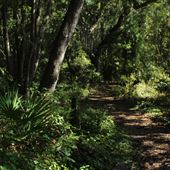 Blackwater Hammock