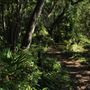 Blackwater Hammock