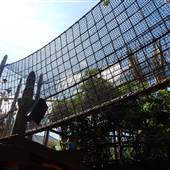 Busch Gardens - Jungala