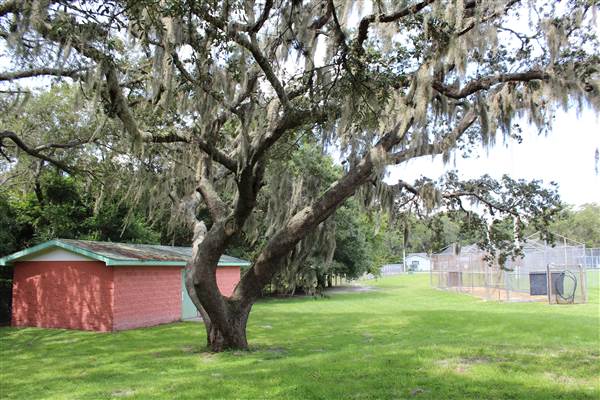 Roy Haynes Park