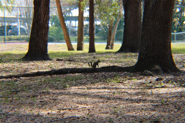 Fred Ball Park