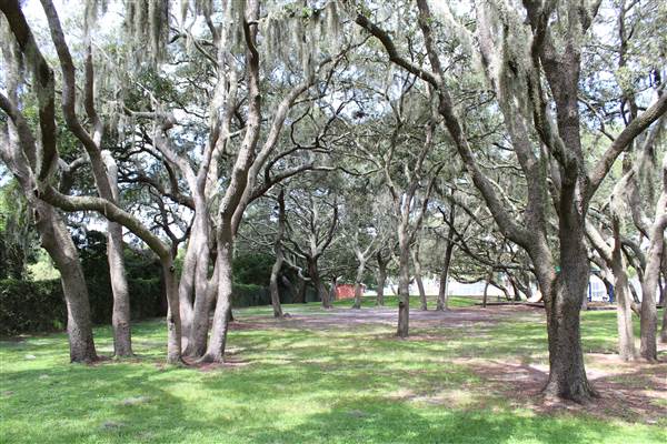 Roy Haynes Park