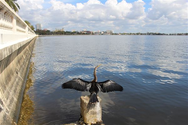 Bayshore Boulevard