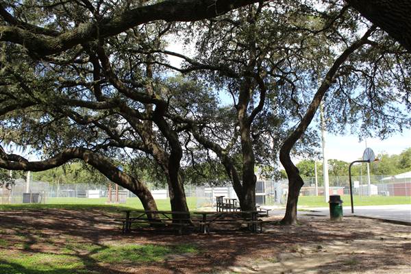 Roy Haynes Park